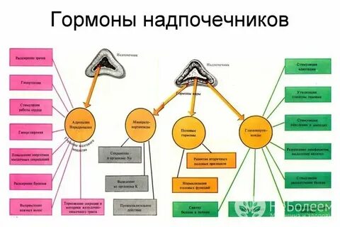 Надпочечники гормоны и функции