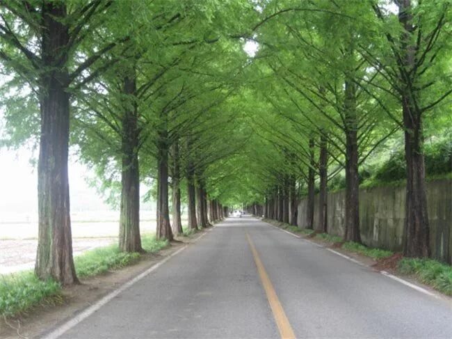 Насаждения вдоль дорог. Зеленые насаждения вдоль дорог. Деревья вдоль дорог. Зеленые насаждения вдоль автомобильных дорог.