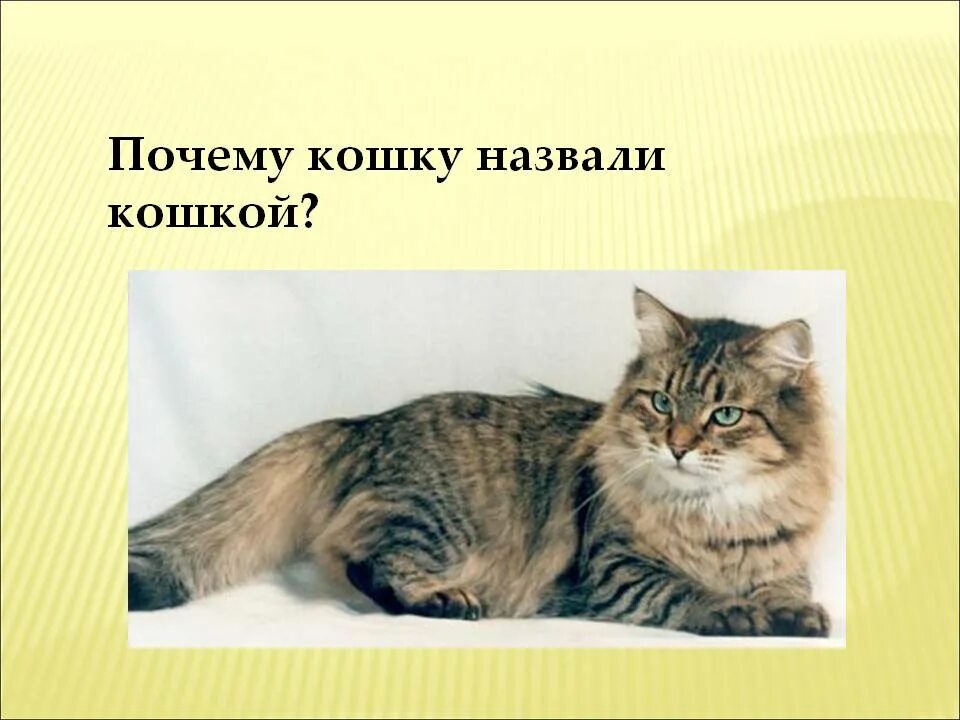 Почему кошек зовут кошками