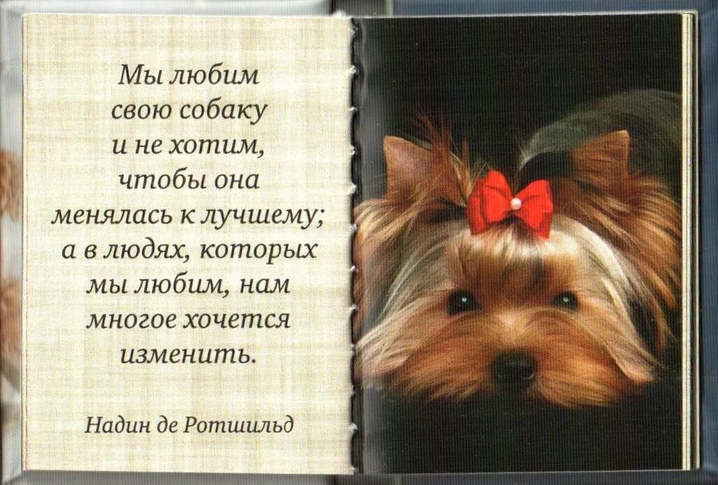 Маленький стих про собаку. Красивые стихи про собак. Стих про собаку короткий. Красивые стихи про собак. Стих чем больше узнаю людей тем больше нравятся собаки.