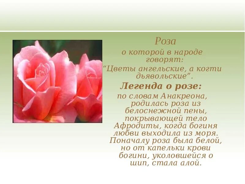 Розов тексты