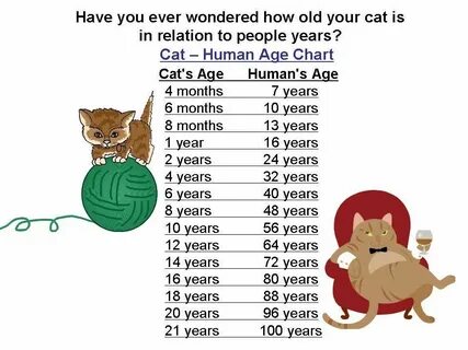 8 лет коту это сколько по человечески