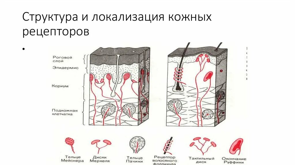 Рецепторы кожи функции. Рецепторы кожи функции