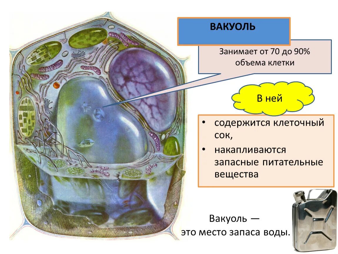 Вакуоль растительной клетки. Вакуоли растительные структура клеток. Строение клетки вакуоль клеточный сок. Вакуоли в клетках растений. Наличие вакуолей растительная клетка