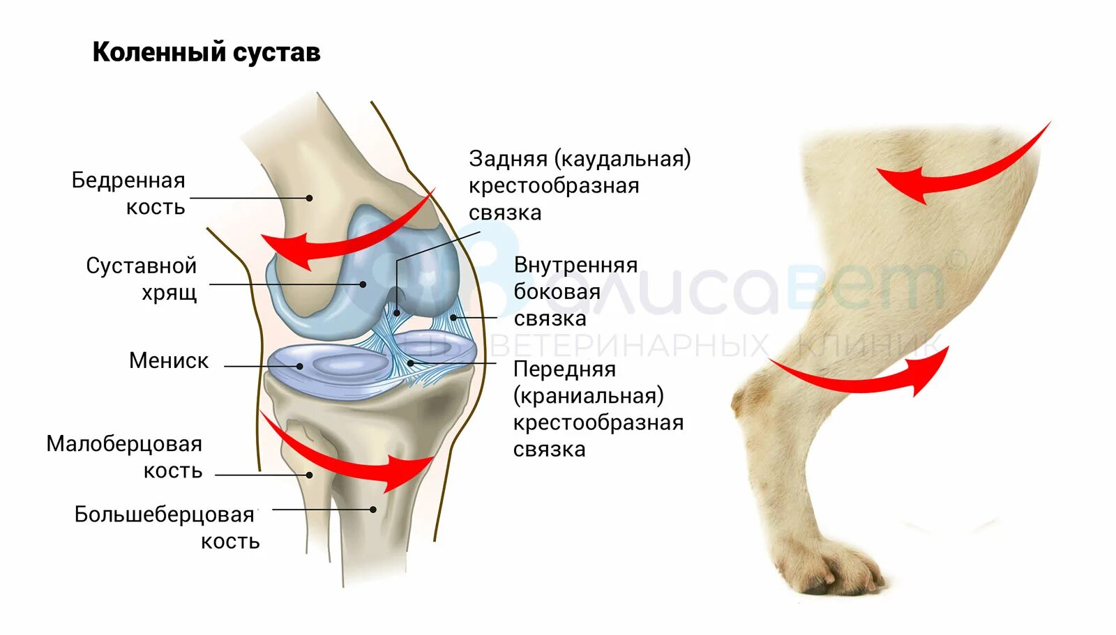 У собаки дрожат лапы. Надрыв связки коленного сустава у собаки. ПКС коленного сустава у собак. Разрыв передний крестовидной связки у собак. Разрыв передней крестообразной связки у собаки.