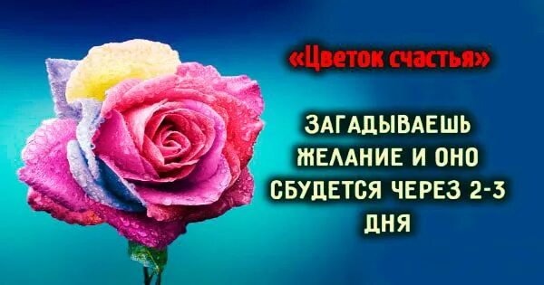 Цветок исполнения желаний. Цветок исполняющий желания. цветок для исполнения желаний сажать. цветок исполнения желаний фото.