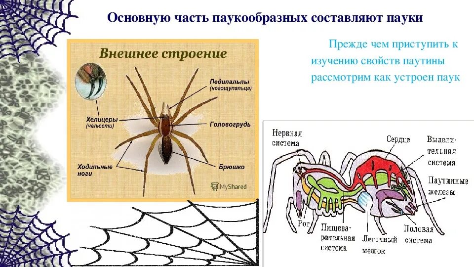 Признаки паукообразных