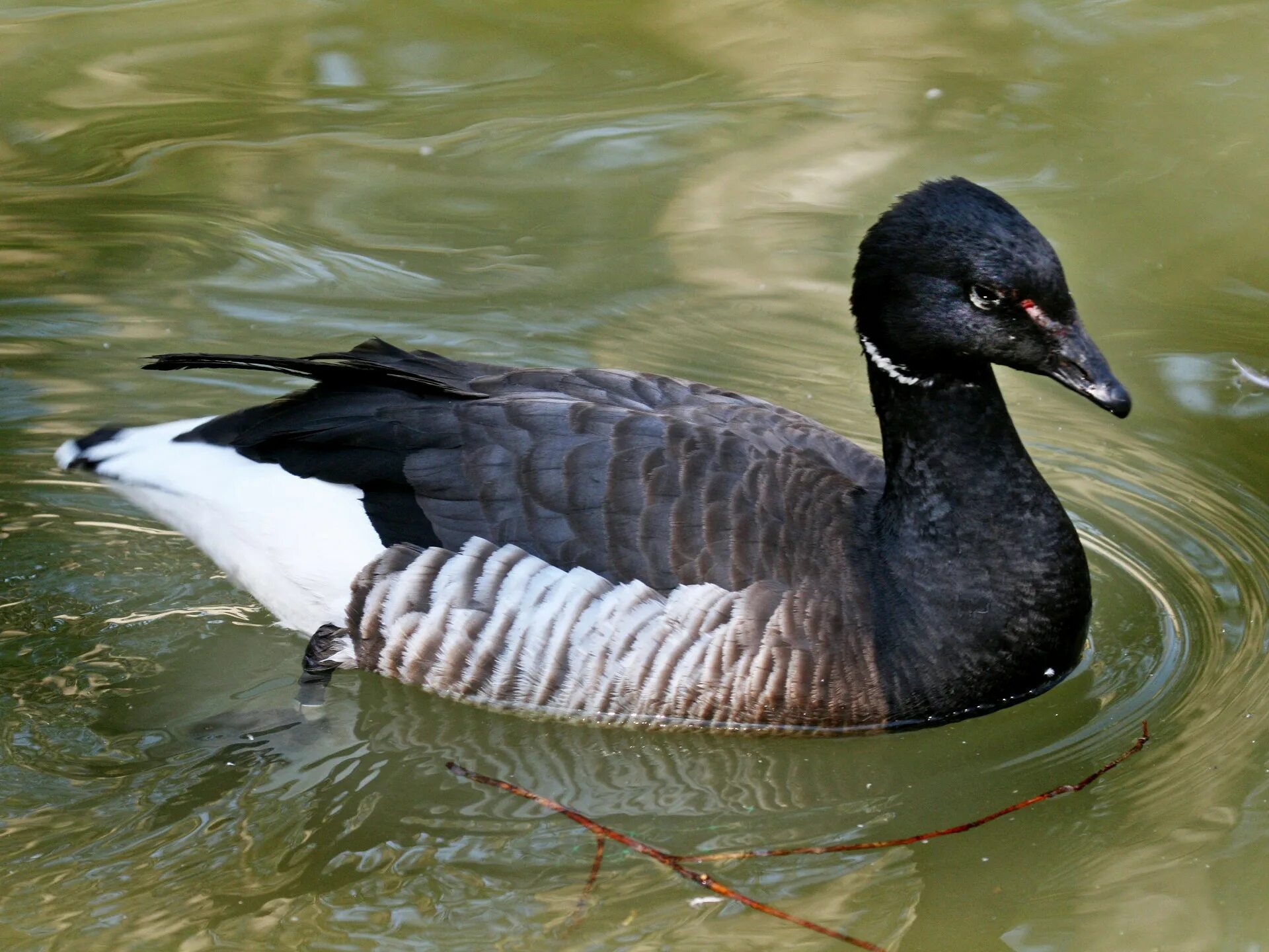 Чёрная казарка / Branta bernicla. Дикие гуси казарка. Дикий Гусь черная казарка. Атлантическая черная казарка Branta bernicla hrota.