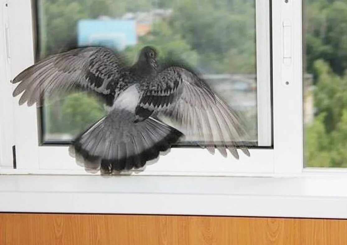 Птица залетела в квартиру. Птица ударилась в окно. Голубь на подоконнике. Птица на подоконнике. Птички на окна.