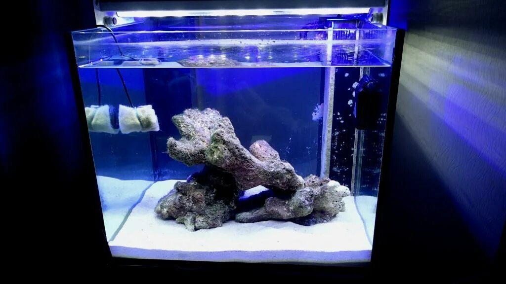 Морской аквариум вертикальный. Родимения водоросль. Водоросли в морском аквариуме. Морской аквариум. Морской аквариум на 100л.