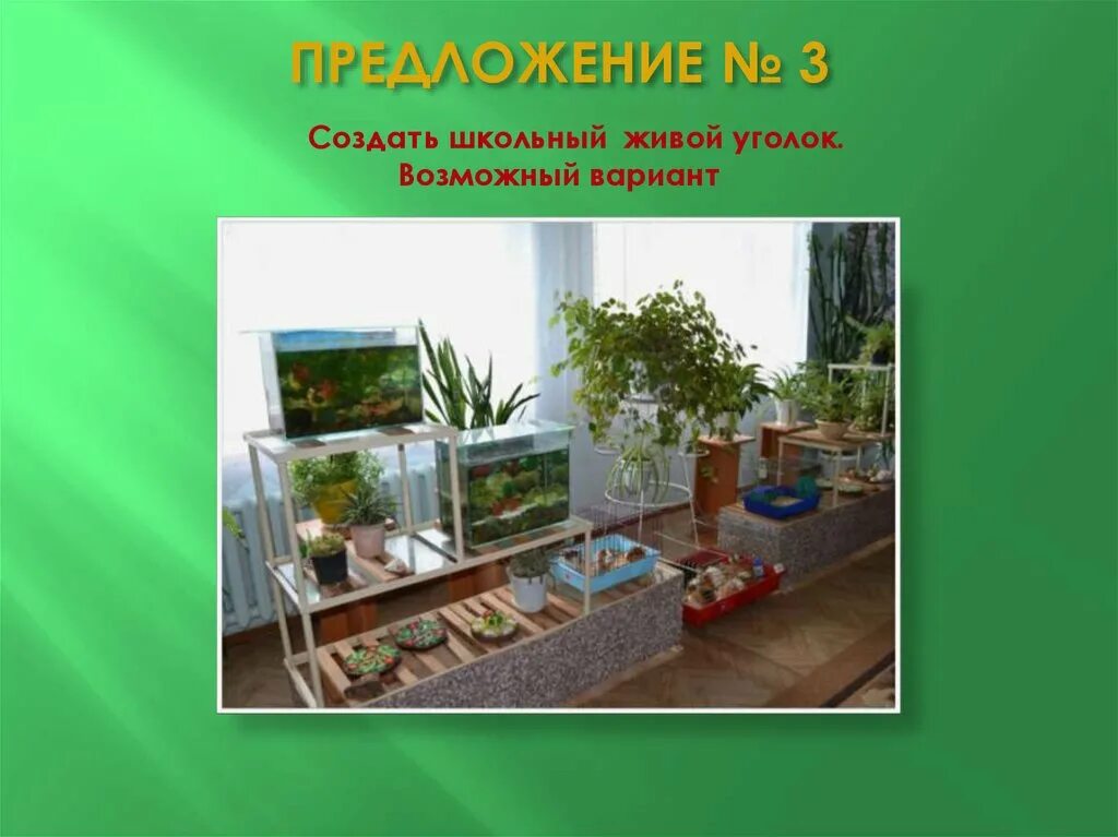 В живом уголке 4. Живой уголок в школе. Растения в живом уголке в школе. Живой уголок растения. Живой уголок в школе цветы.