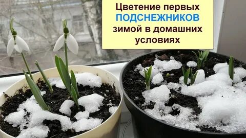 Можно ли посадить подснежники