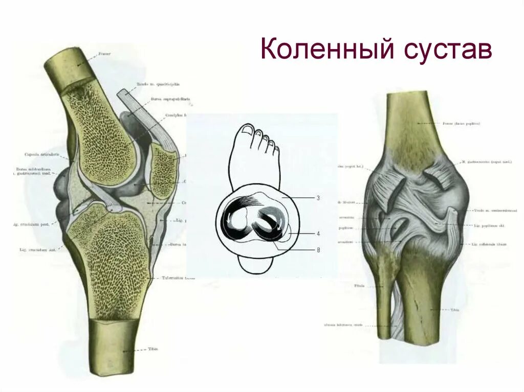 Связи коленного сустава. Коленный сустав топографическая анатомия. Коленный сустав анатомия форма сустава. Правый коленный сустав вид спереди.