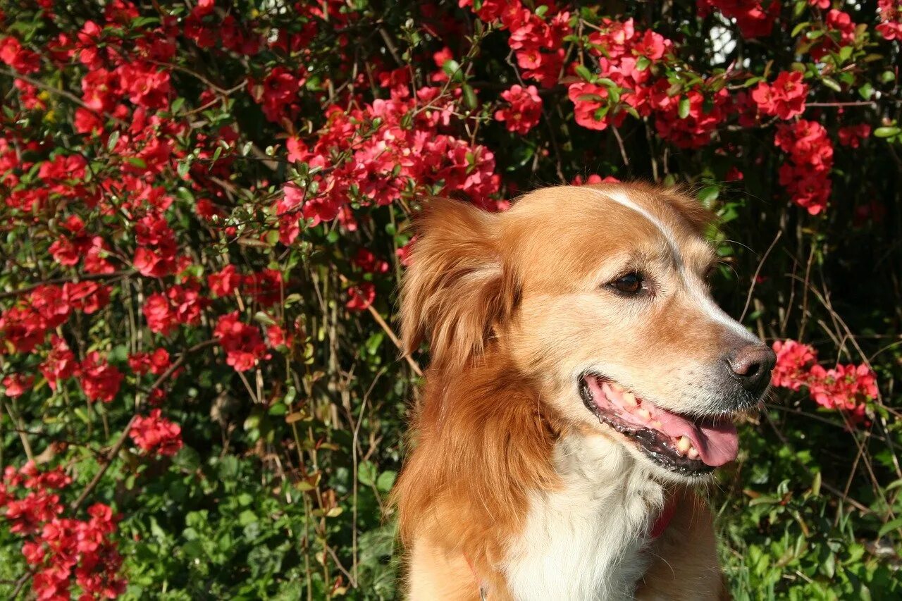 Собака славы мэрлоу порода. Рыжая собака. Собаки весной картинки