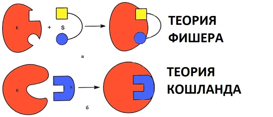 Теория Фишера ключ-замок. Теория ключ замок ферменты. Модель Кошланда ферменты. Ферментативный катализ ключ замок.