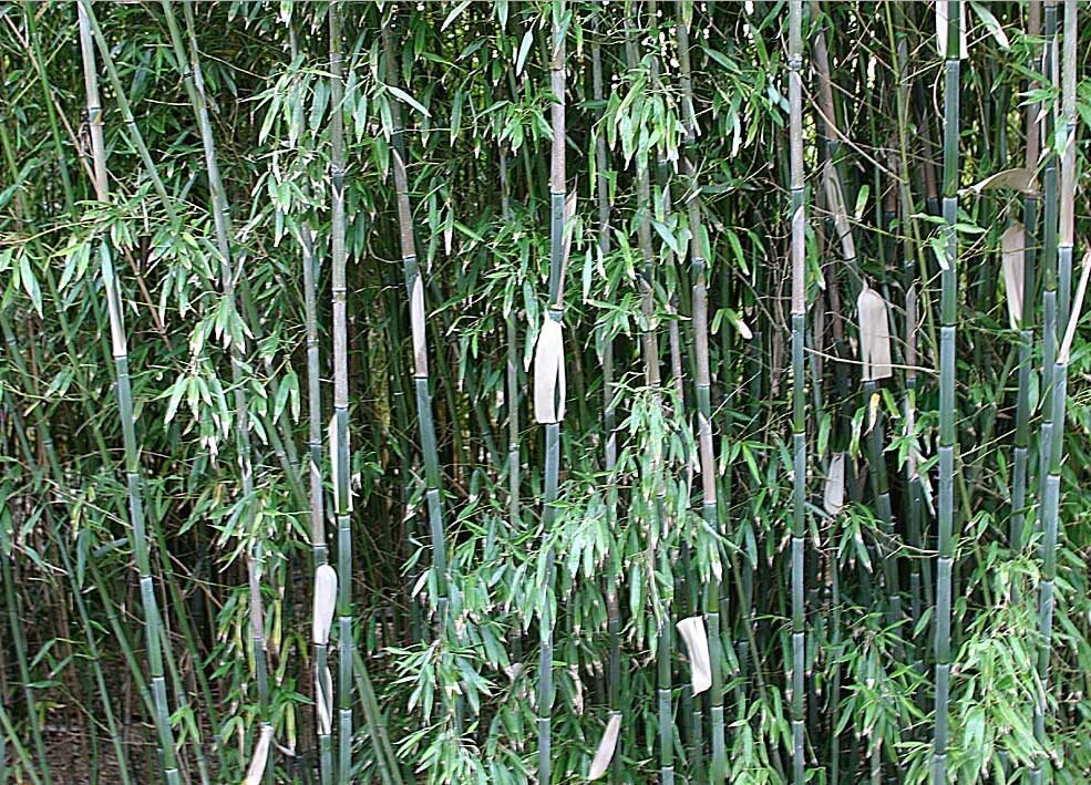 За сколько часов вырастает бамбук. Бамбук Phyllostachys bissetii. Bambusa Phyllostachys. Bambusa Phyllostachys bissetii. Бамбук Биссета bambusa bissetii.