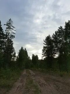 Лес оле