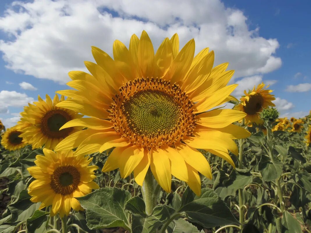 Поля каневская подсолнухи. Подсолнуховые поля ростовская область. Подсолнух в степи. Подсолнуховое поле саранск. Поле подсолнухов молдова.