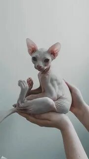 Покажи лысого кота