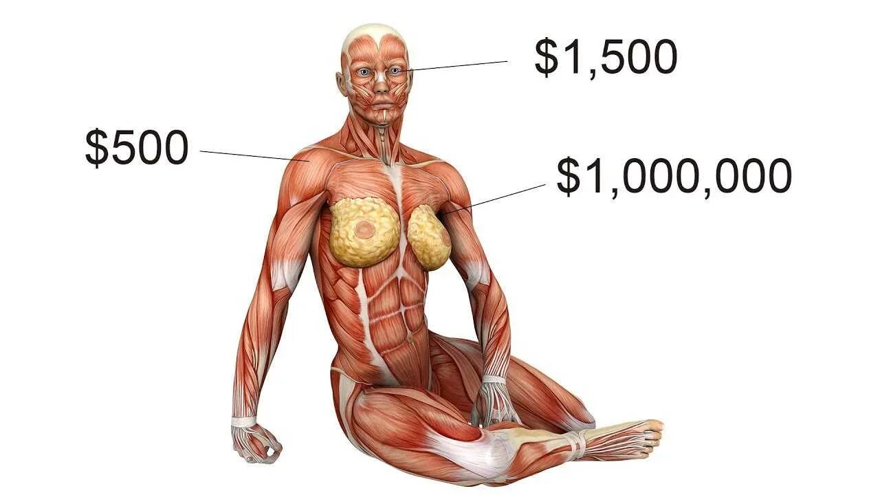 колько сточт органы человека. сколько стоит человек. где можно продать человека. сколько стоят органы. органы человека на черном рынке.