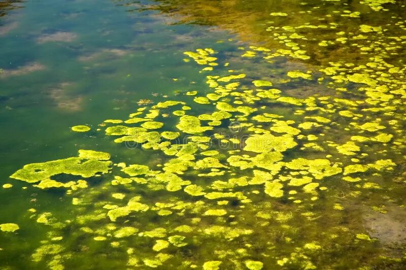 Цветение воды цианобактерии. Золотистые водоросли. Водоросли в луже.