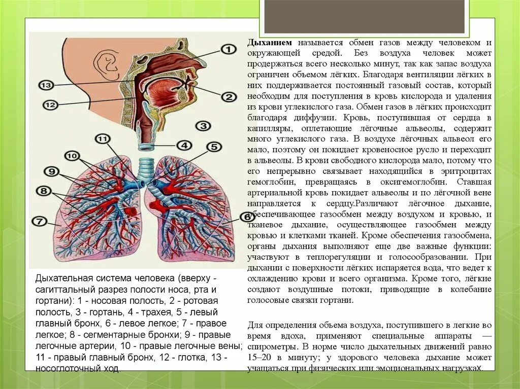 Дыхательная система человека газообмен. Газообмен между легкими и окружающей средой. Дыхательная система человека анатомия и физиология. Поступление воздуха в легкие. Обмен газов между легочным воздухом и