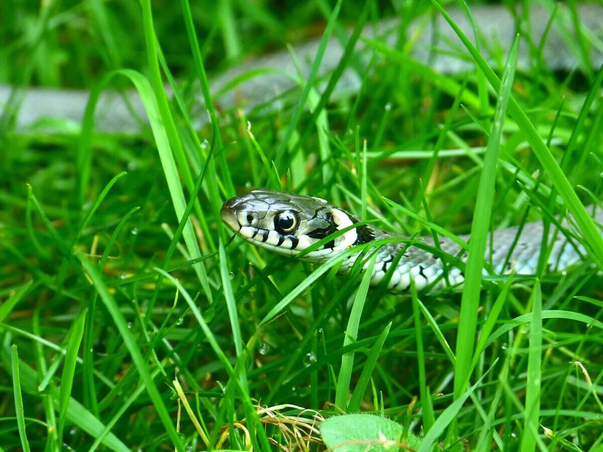 Травяная змея Natrix Natrix. Змея гадюка обыкновенная в траве. Обыкновенный уж. Килеватый травяной уж.
