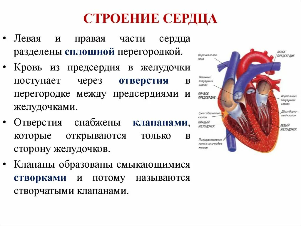 Строение сердца человека анатомия кратко. Кратко охарактеризуйте строение сердца. Строение сердца кратко 8 класс. Функции сердца схема.