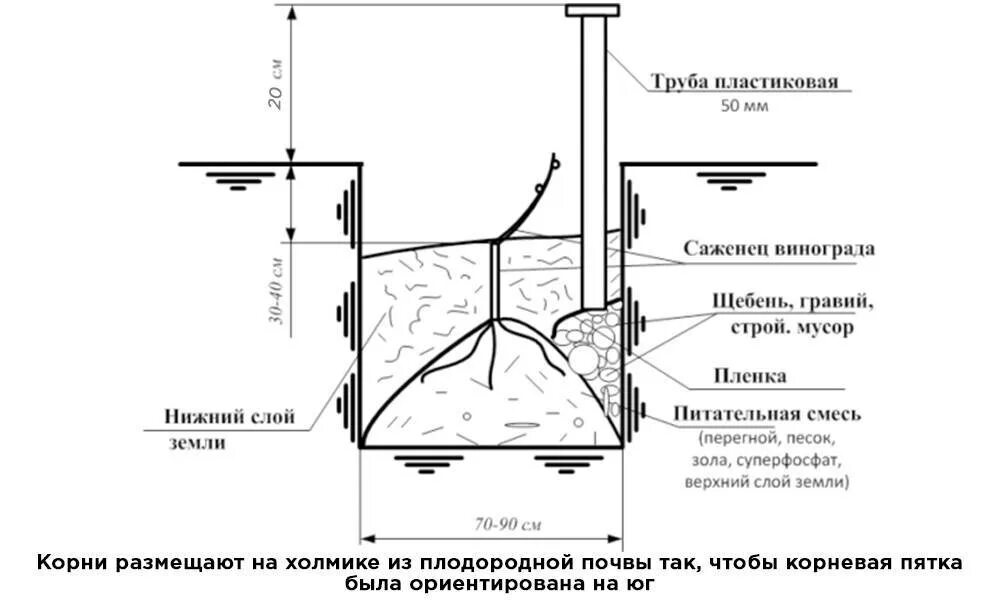 Выращивание винограда средняя полоса