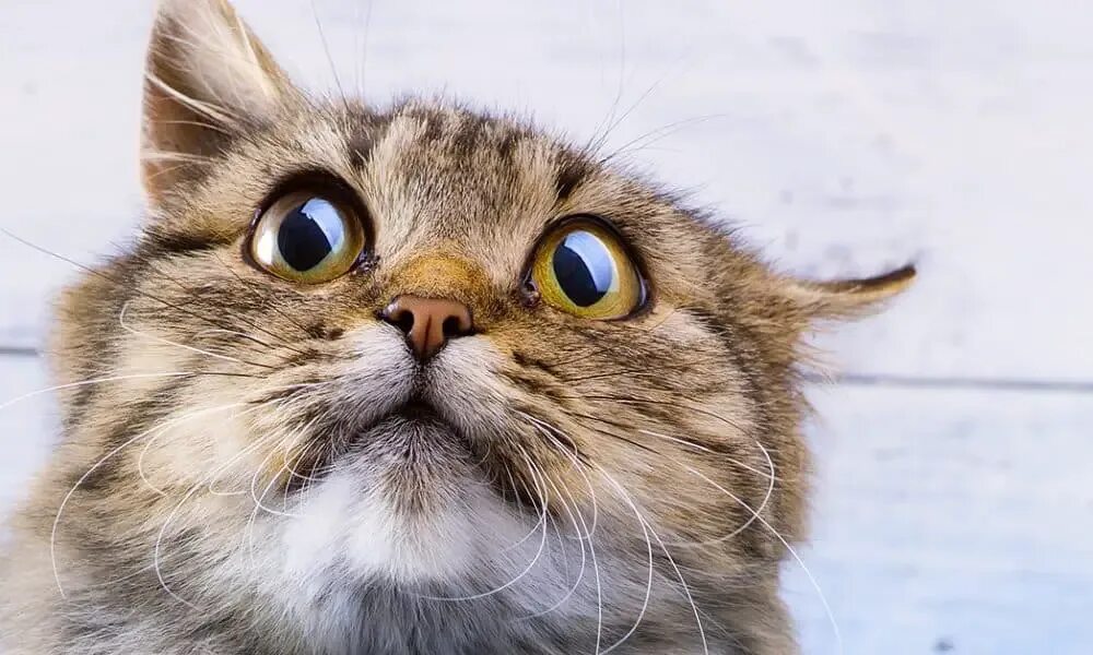 Звук раздражающий кошек