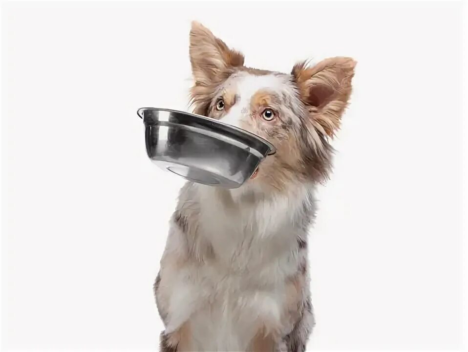 Собака с миской в зубах мем An award winning Golden Retriever gold wood posing as a hungry dog asking for fo