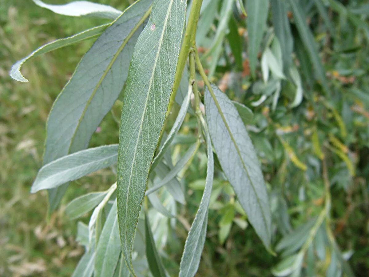Картинки ЛИСТ ИВЫ КАРТИНКА