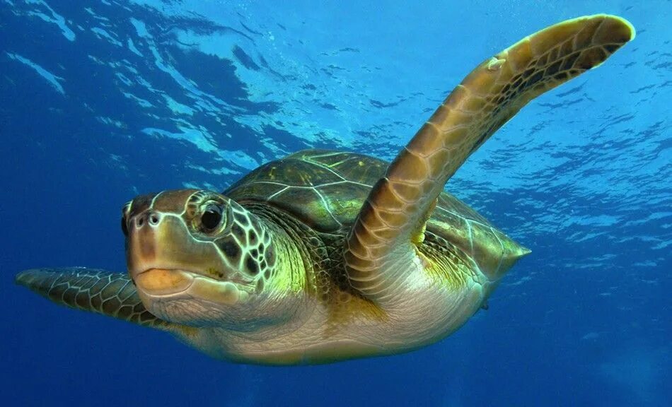 Зеленая морская черепаха. Зеленая (суповая морская черепаха). Атлантическая зеленая черепаха в Атлантическом океане. Морские черепахи Тихого океана. Атлантический обитатели