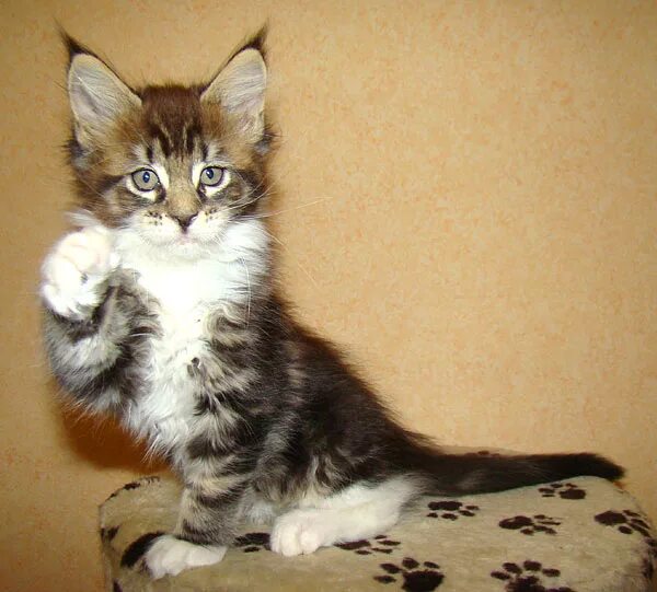 Котята мейн кун фото 1 месяц. Котята мейн-кун 1. 5 месяца. Манчкин и мейн кун. Кошка манчкин и мейн кун.