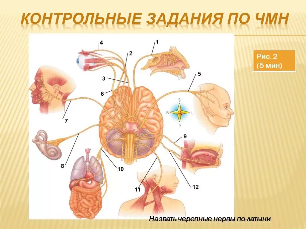 Пара черепных нервов анатомия. 12 Пар черепных нервов рисунок. Топография 12 пар черепных нервов. Черепные нервы 12 пар анатомия. 12 Пар черепно мозговых нервов рисунок.