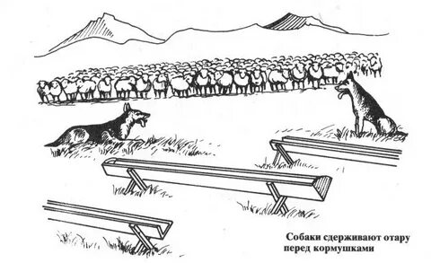 Действие собак
