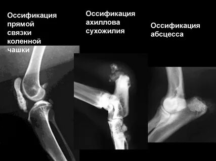 Оссификация это