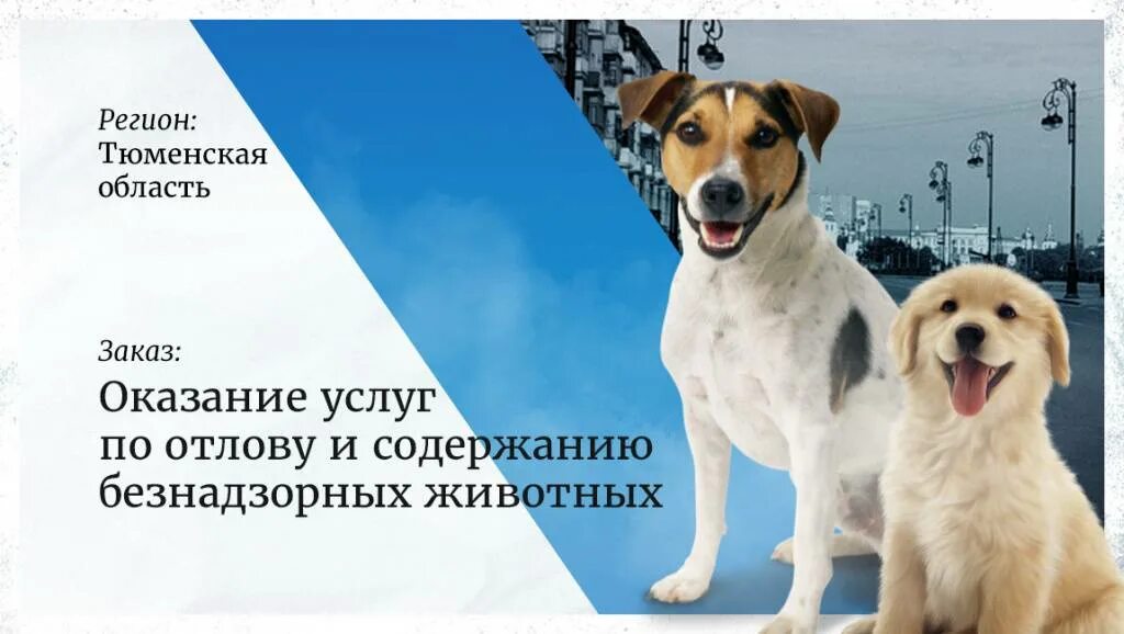 Отлову и содержанию безнадзорных. Отлов и содержание безнадзорных животных. расценки на отлов и содержание безнадзорных животных. калькуляция на отлов безнадзорных животных. об обеспечении отлова и содержания безнадзорных животных.