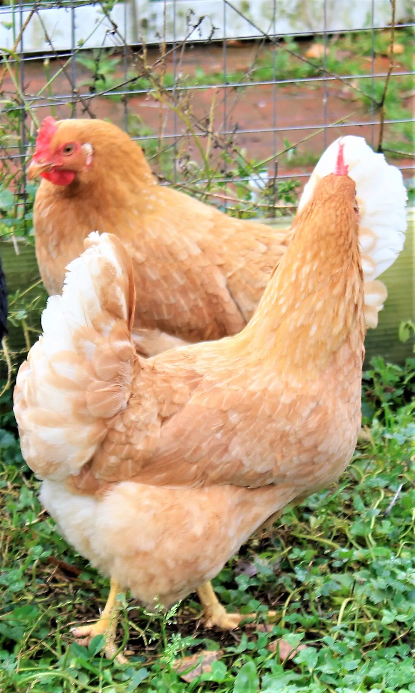 Animal Welfare Approved: Chicken - FoodPrint