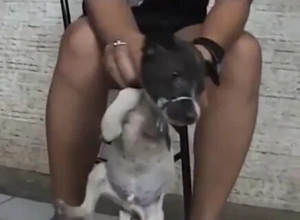 The poor little dog is held by the neck. 