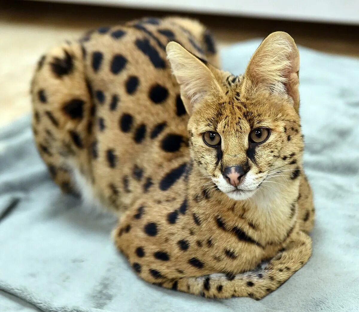Кошка саванна и сервал. Барханный кот котята. Редкие породы кошек. Маргай. Бенгальский сервал.