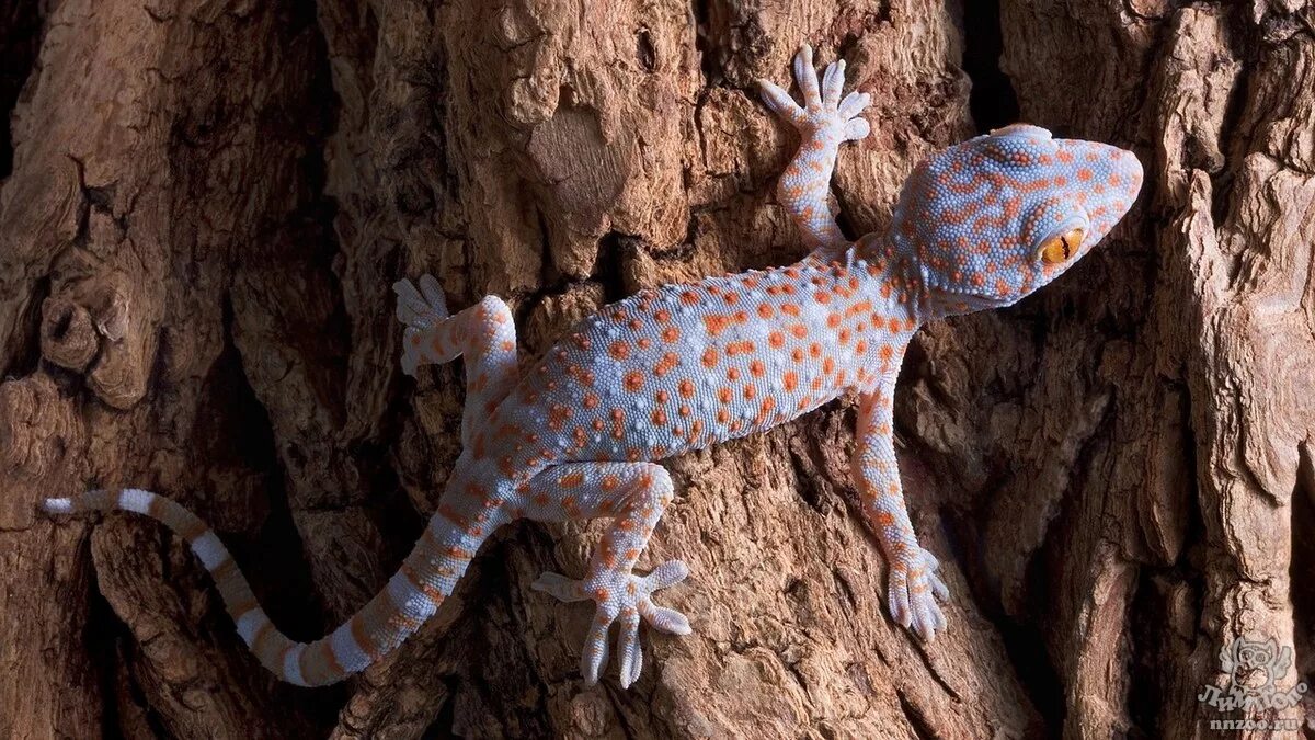 гекон. гекон. новокаледонский геккон. геккон филиппины. гекон.