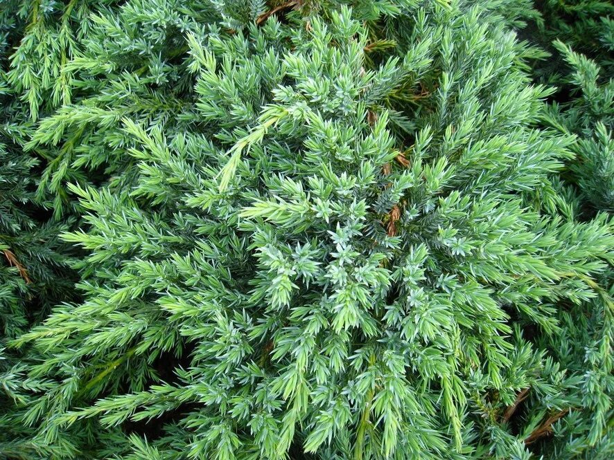 можжевельник из азии 4
