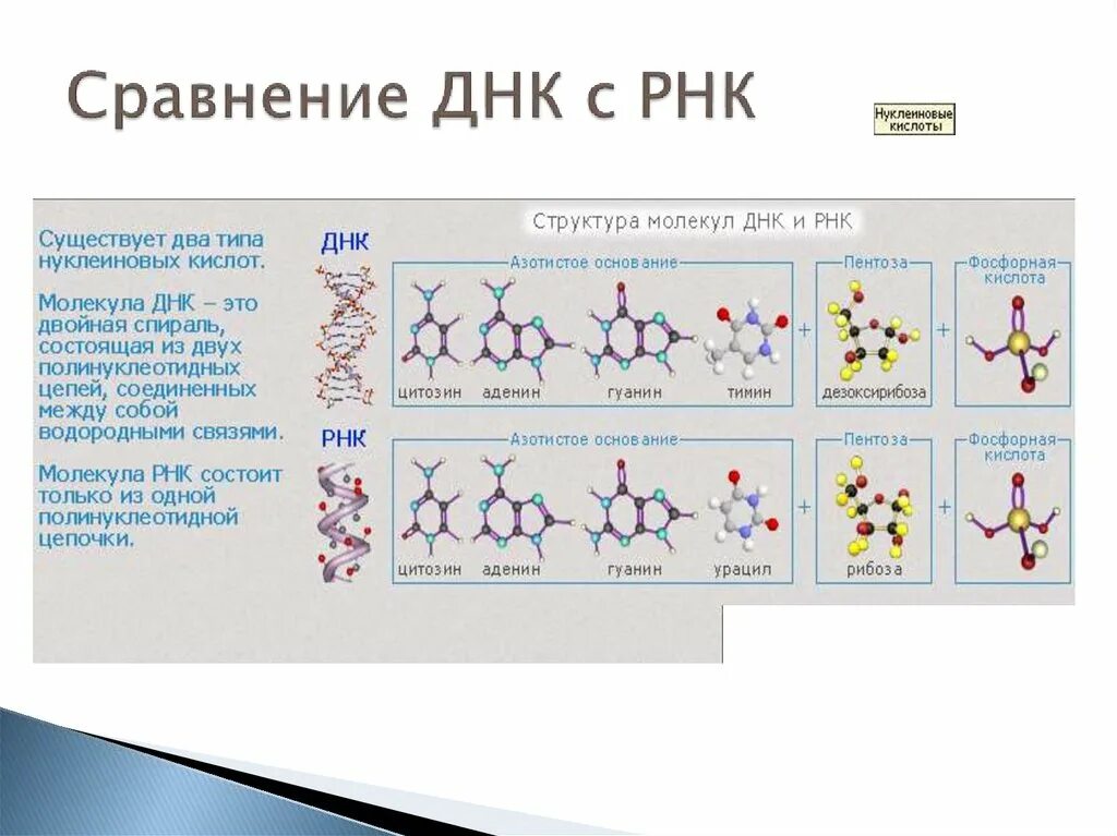 Состав нуклеотида молекулы рнк. Нуклеиновые кислоты ДНК И РНК. Структура молекулы ДНК линейная и. Структура РНК. Структура ДНК.