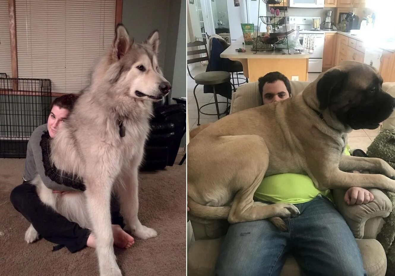 Сенбернар щенки с людьми. Немецкий дог по кличке зевс. Самые красивые собаки. Он вырастит большим. Он вырастит большим.