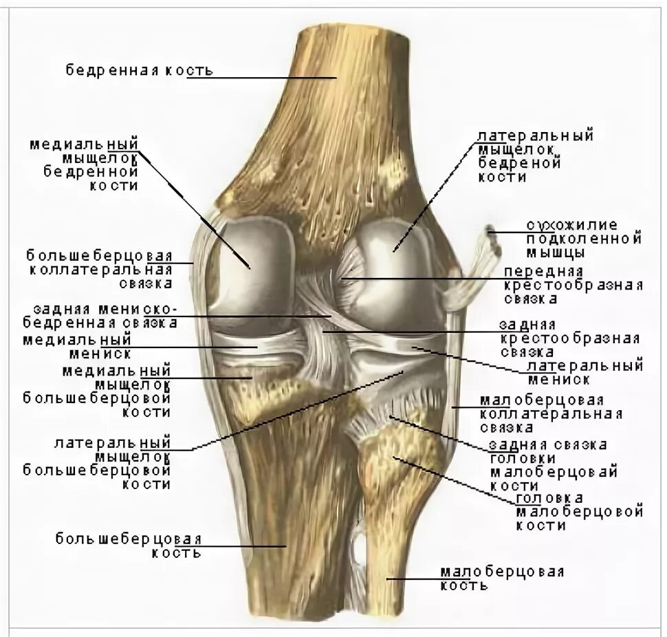 Задний мыщелок. Мыщелок коленного сустава большеберцовой кости. Строение коленного сустава мыщелки. Коленный сустав анатомия строение кости. Суставная поверхность бедренной кости коленного сустава.
