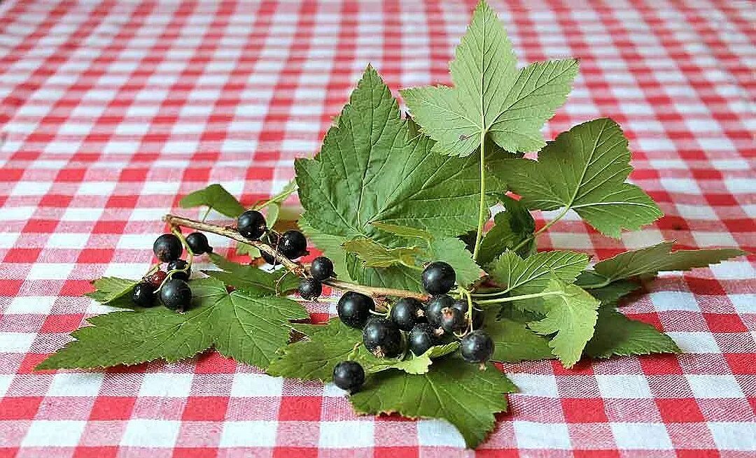Красная и черная смородина. День смородины. Друзья смородины. Черная смородина растение. Лесная черная смородина.