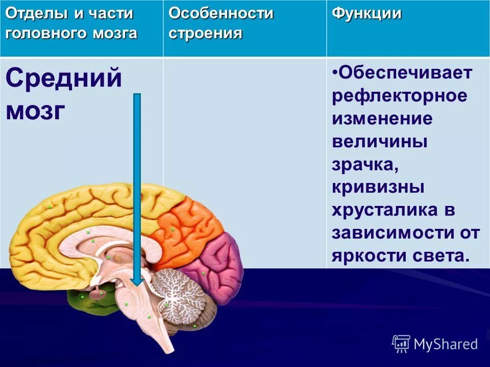 Какие отделы выделяют в головном мозге. Функции отделов среднего мозга. Структуры отделов и функции среднего мозга. Функции среднего мозга 8 класс биология. Строение отдела среднего мозга.