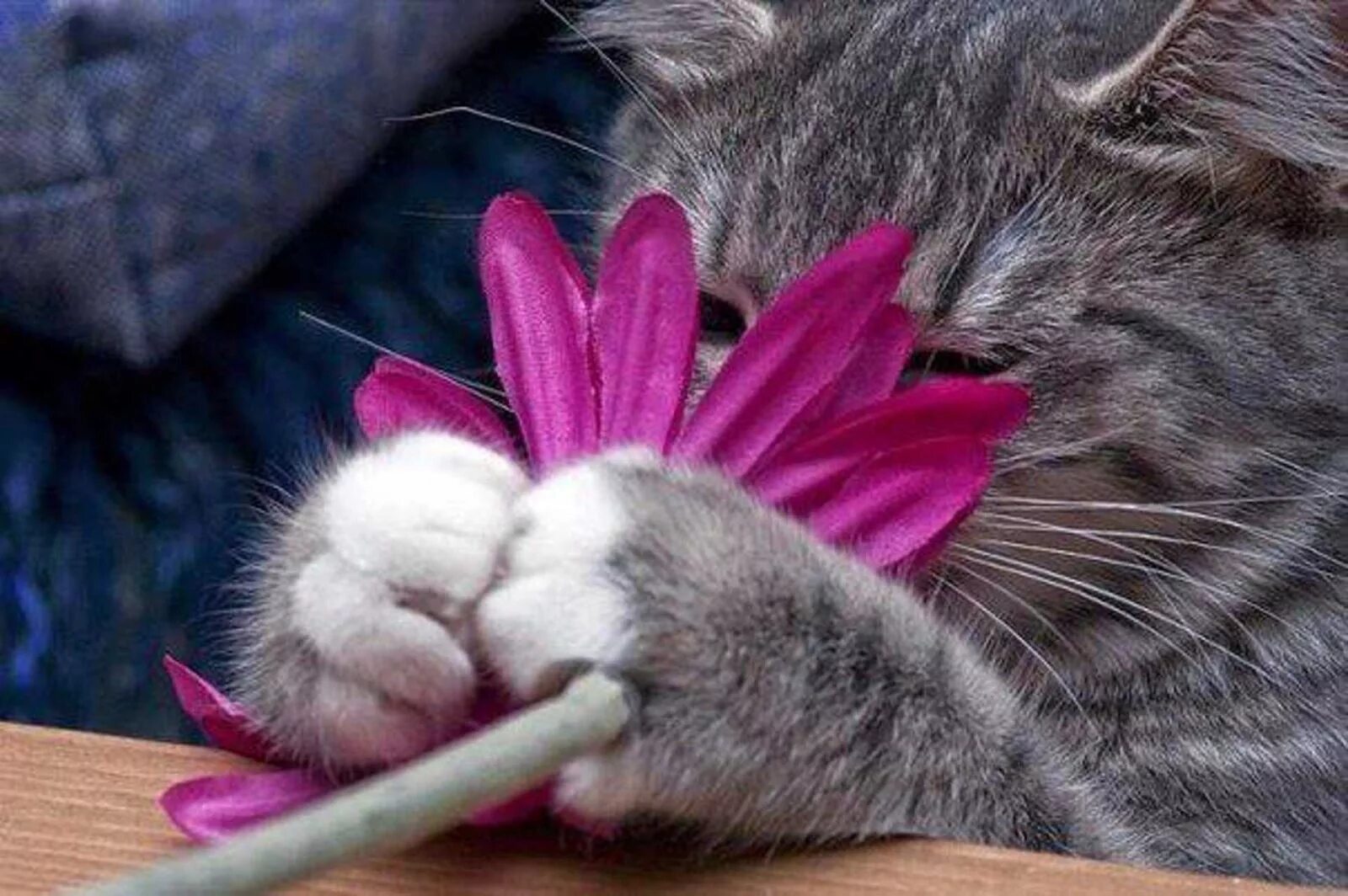 Котенок с цветами. Котенок с цветочком. Кошка нюхает цветы. Котенок нюхает цветок. Кошка съела тюльпан