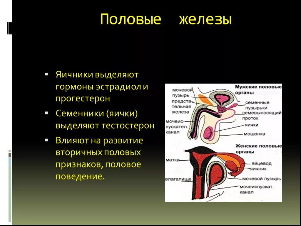 Половые железы выделяют гормоны. Гормоны выделяемые половыми железами. Половая железа. Мужские половые железы гормоны.